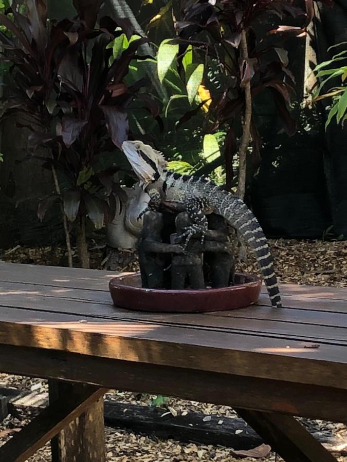 Grey Gum Lodge Nimbin Esterno foto